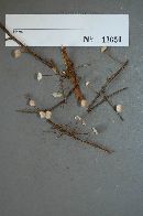 Image of Mycetinis opacus